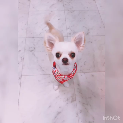 チワワちゃん(๑˃̵ᴗ˂̵)の記事動画