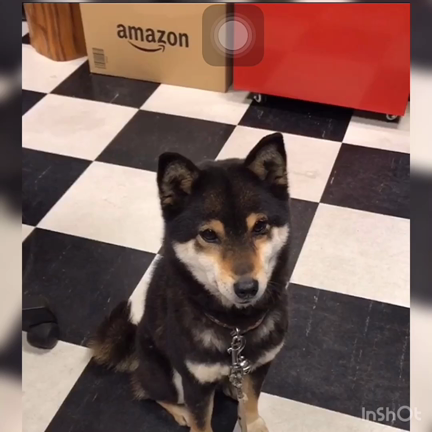 柴犬ʕ•ᴥ•ʔの記事動画