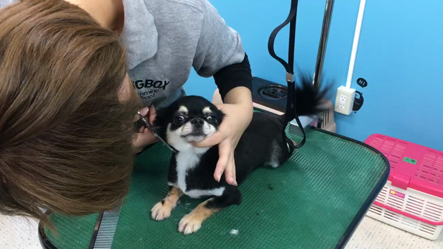 DOGBOXトリミングスクールの記事動画