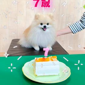 モコちゃん7歳のお誕生日の画像