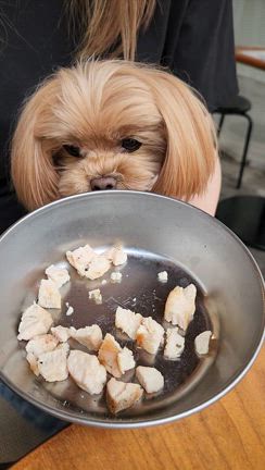 なぜ、犬は焼鳥を飲むのか？の記事動画
