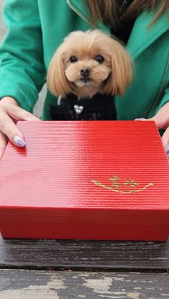 うなぎ友栄を犬連れで食べる裏技の記事動画