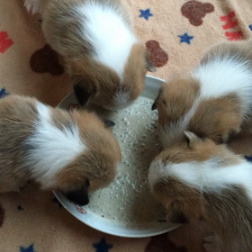 離乳食の画像