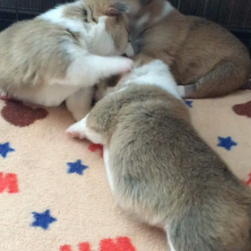ちびコギ バトルの画像