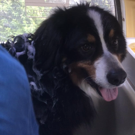 ボランティアトリミング   人との経験がわんちゃんの将来を決めるの画像