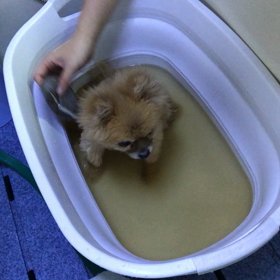 シニア犬に大人気（笑）　ドッグヒーリング  ドゥのひみつの画像