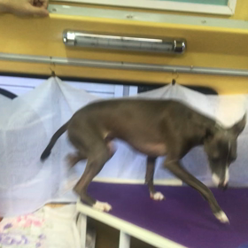 犬だから許されるの画像