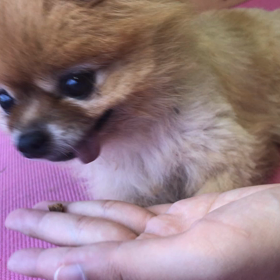 ラブちゃん、良いね！の画像