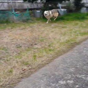 爆走コハクの画像