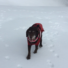 今年の雪遊びの画像