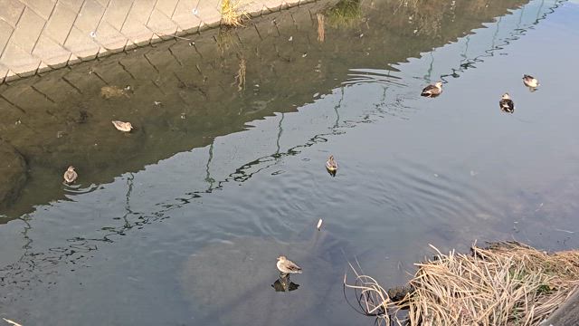 川のせせらぎ♪の記事動画