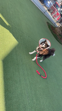 【保護犬】秋田犬のふくしまちゃんの記事動画