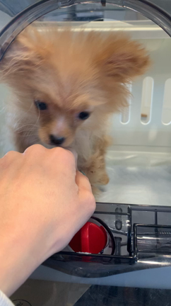 【保護犬】重度の心臓病のコッペパンちゃんの記事動画