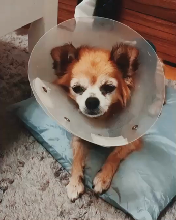 【保護犬】ロエベちゃん里親募集中！！の記事動画
