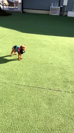 【保護犬】トイプードルのペドロちゃんの記事動画