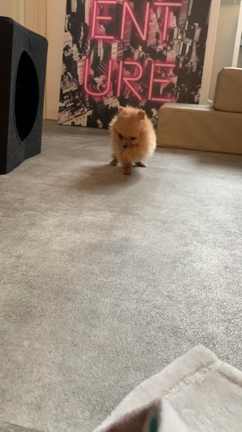 【保護犬】重度の心臓病のコッペパンちゃんの記事動画