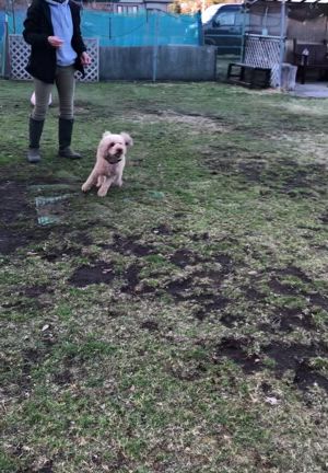 今日のドッグラン♪の記事動画