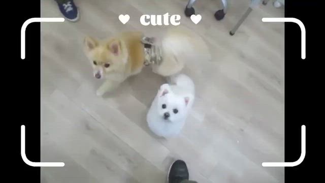 ご来店いただいたわんちゃんのオフショットムービー（6月13日～6月15日）の記事動画