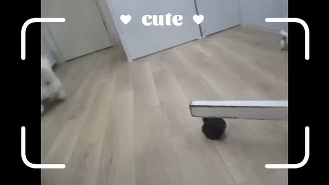 ご来店いただいたわんちゃんのオフショットムービー（6月18日～6月20日）の記事動画