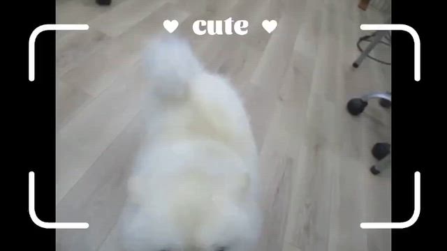 ご来店いただいたわんちゃんのオフショットムービー（6月18日～6月20日）の記事動画