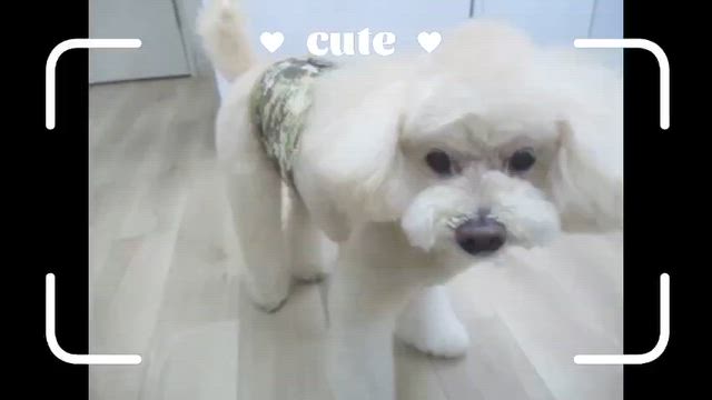ご来店いただいたわんちゃんのオフショットムービー（6月13日～6月15日）の記事動画