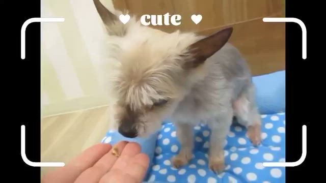 ご来店いただいたわんちゃんのオフショットムービー（6月18日～6月20日）の記事動画