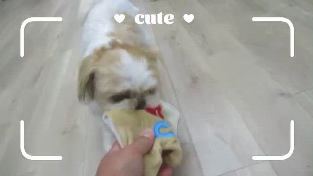 ご来店いただいたわんちゃんのオフショットムービー（6月13日～6月15日）の記事動画