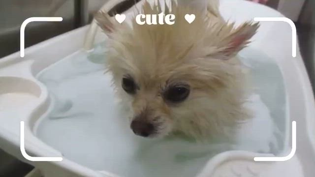 ご来店いただいたわんちゃんのオフショットムービー（6月13日～6月15日）の記事動画
