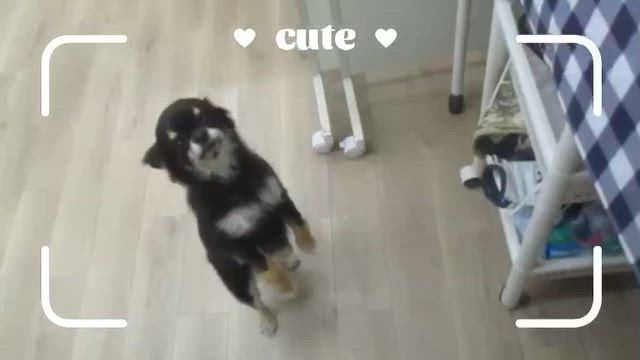 ご来店いただいたわんちゃんのオフショットムービー（6月7日～6月11日）の記事動画