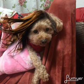 面白いアプリの画像