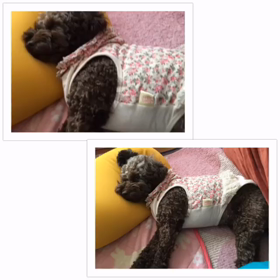 ネムネムの画像