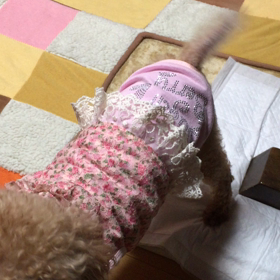 ぷりっぷりぃの画像