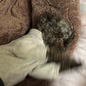 可愛いしかないの画像