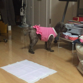 女の子なのにぃの画像