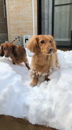 大雪の記事動画