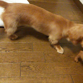 さぁ、どぉなることやら、はじまりはじまり～の画像