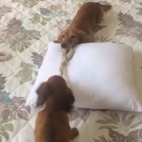 つなひきしよっか‼の画像