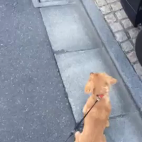 お散歩の画像