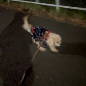 11/13 暗闇では元気ですの画像