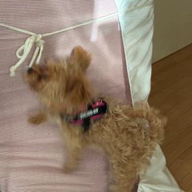 元気すぎるの画像