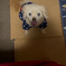 12/11 ※音量注意ですの画像