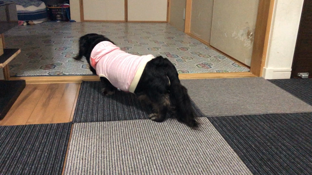 預かりっ子ワタルくんの記事動画