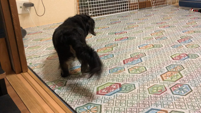 預かりっ子ワタルくんの記事動画