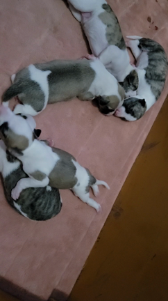 ウィペット仔犬の成長1月21日の記事動画
