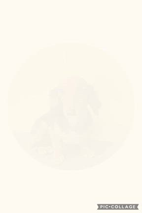 DOGXDOG いろちゃんの記事動画