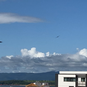 秋晴れ上空を鳶(トンビ)が飛ぶの画像