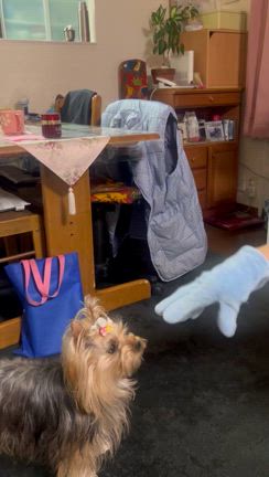 カミカミ遊びと2足歩行？の記事動画