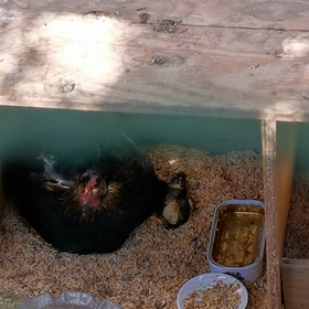 チャボのヒヨコの画像