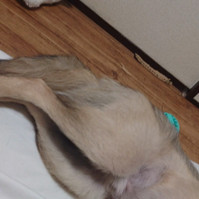 4月26日「2020卒業犬と保護犬のつどい」延期のお 知らせの画像