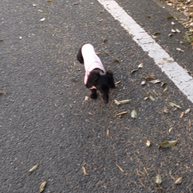 軽やかな走りの画像